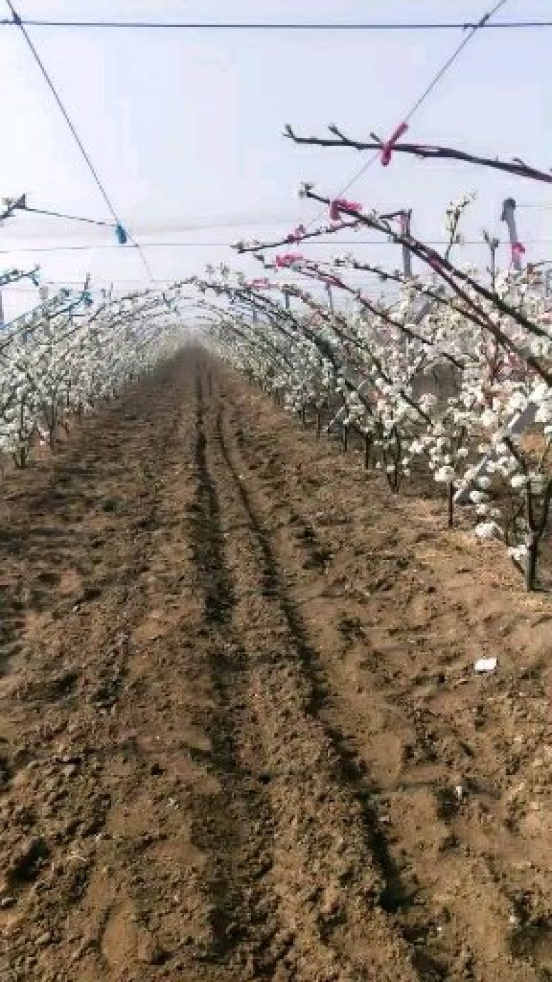 秋月梨树苗苗圃两年苗三年苗质量保证
