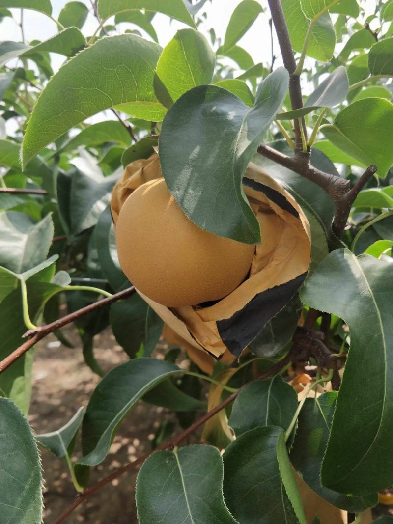 秋月梨树苗苗圃两年苗三年苗质量保证