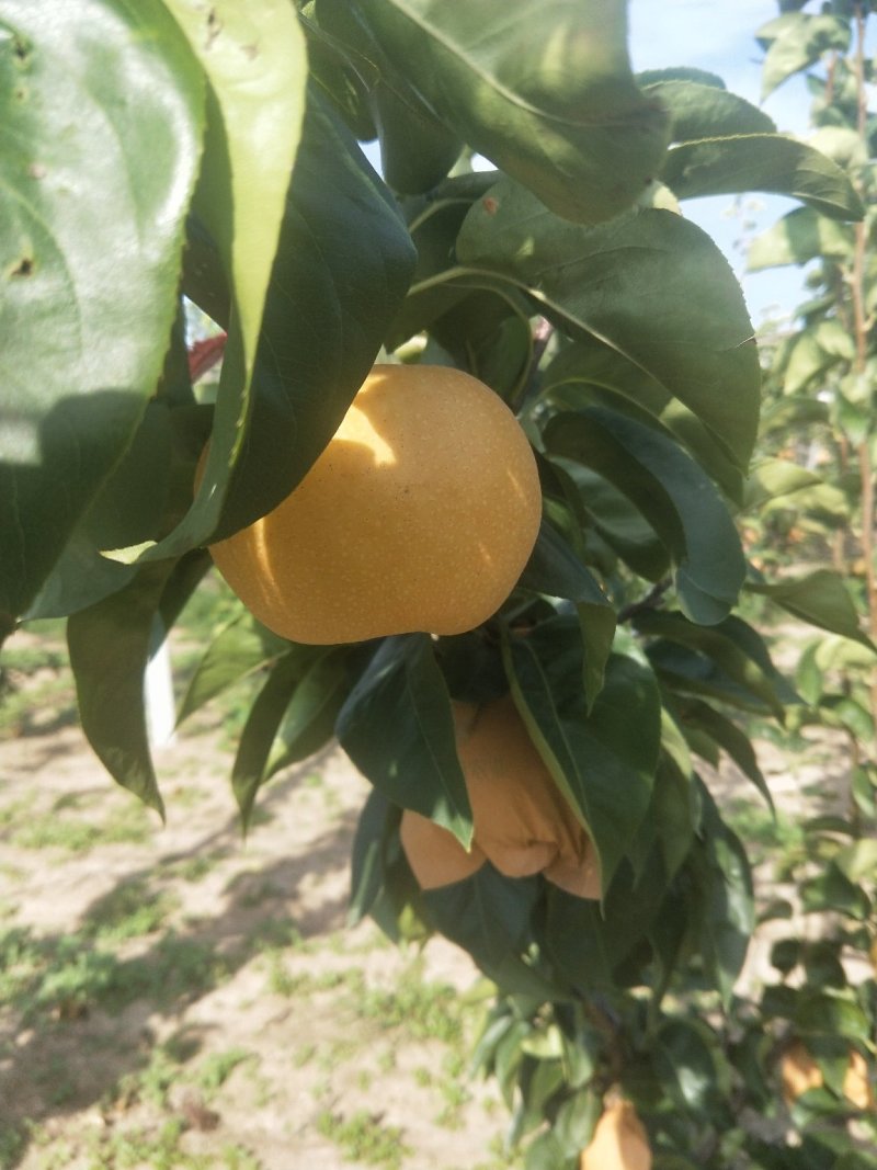 秋月梨树苗苗圃两年苗三年苗质量保证