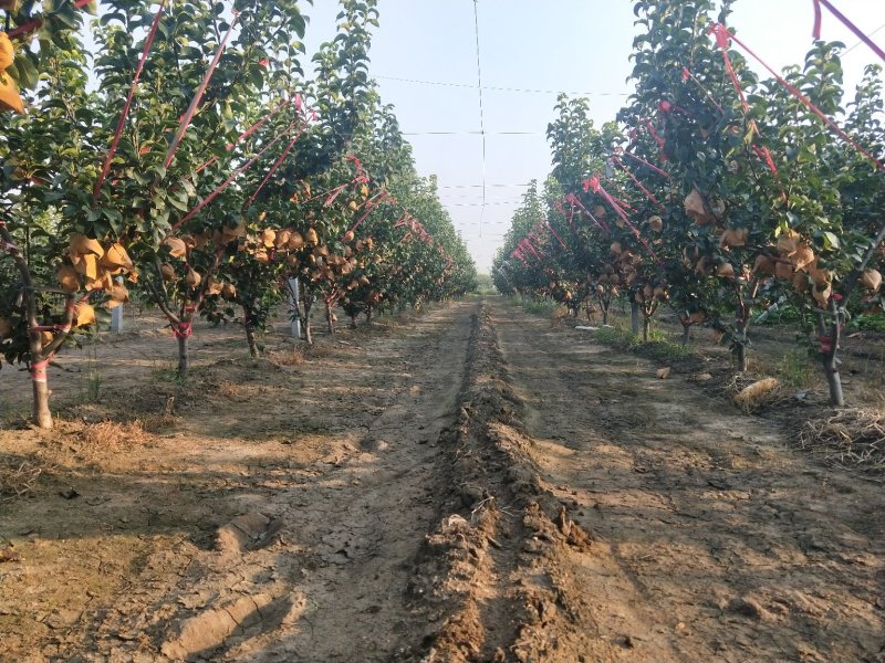 秋月梨树苗苗圃两年苗三年苗质量保证