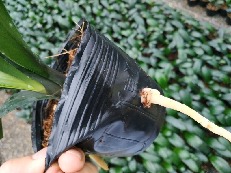 君子兰4-6叶小苗种植户直销一手货源视频照片看货质量保障