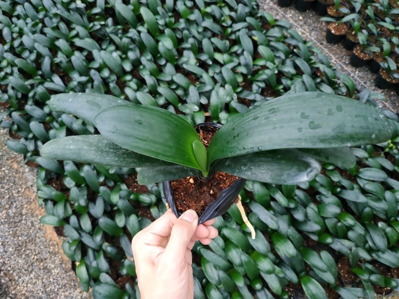君子兰4-6叶小苗种植户直销一手货源视频照片看货质量保障