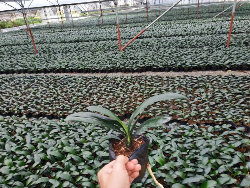 君子兰4-6叶小苗种植户直销一手货源视频照片看货质量保障