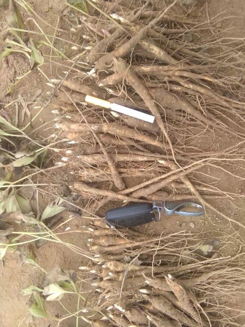 芍药苗自产自销，价格优惠，保成活，保回收，