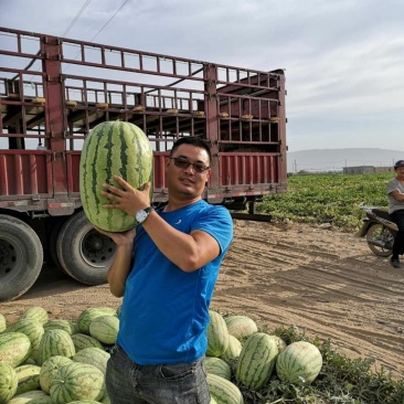 新疆吐鲁番哈密昌吉西瓜，金城五号安农二号，大量上市。
