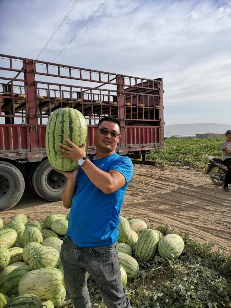 新疆吐鲁番哈密昌吉西瓜，金城五号安农二号，大量上市。