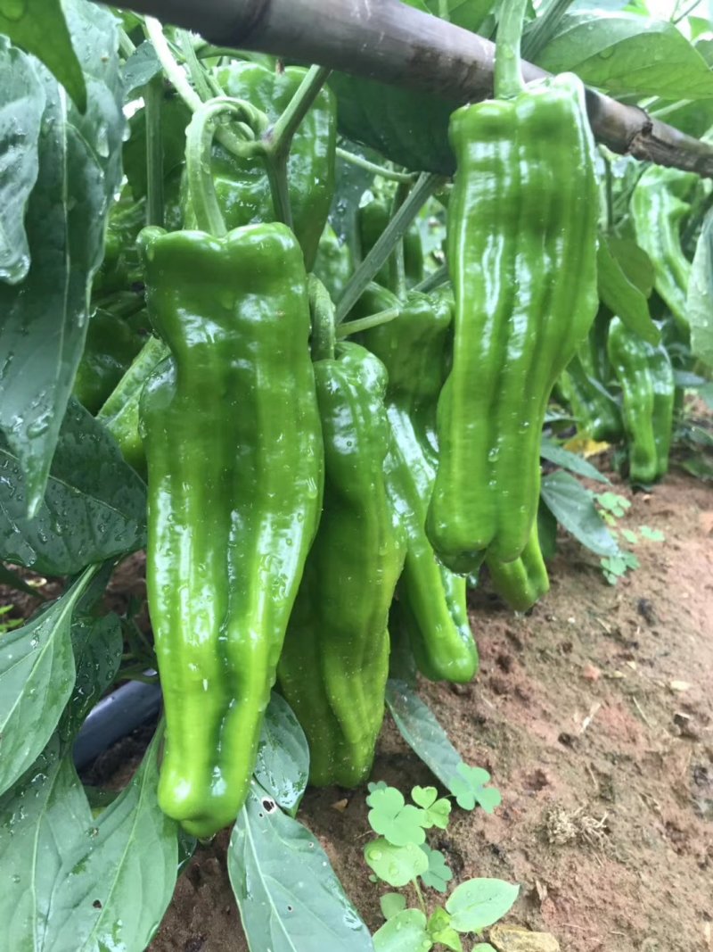 大青椒