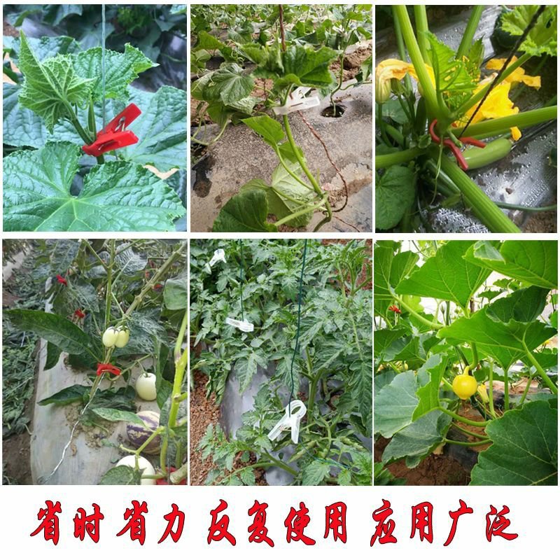 绑秧夹吊秧夹子哈蜜瓜网纹瓜佛手瓜圣女果绑蔓夹扶蔓夹吊秧夹