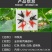 绑秧夹吊秧夹子哈蜜瓜网纹瓜佛手瓜圣女果绑蔓夹扶蔓夹吊秧夹