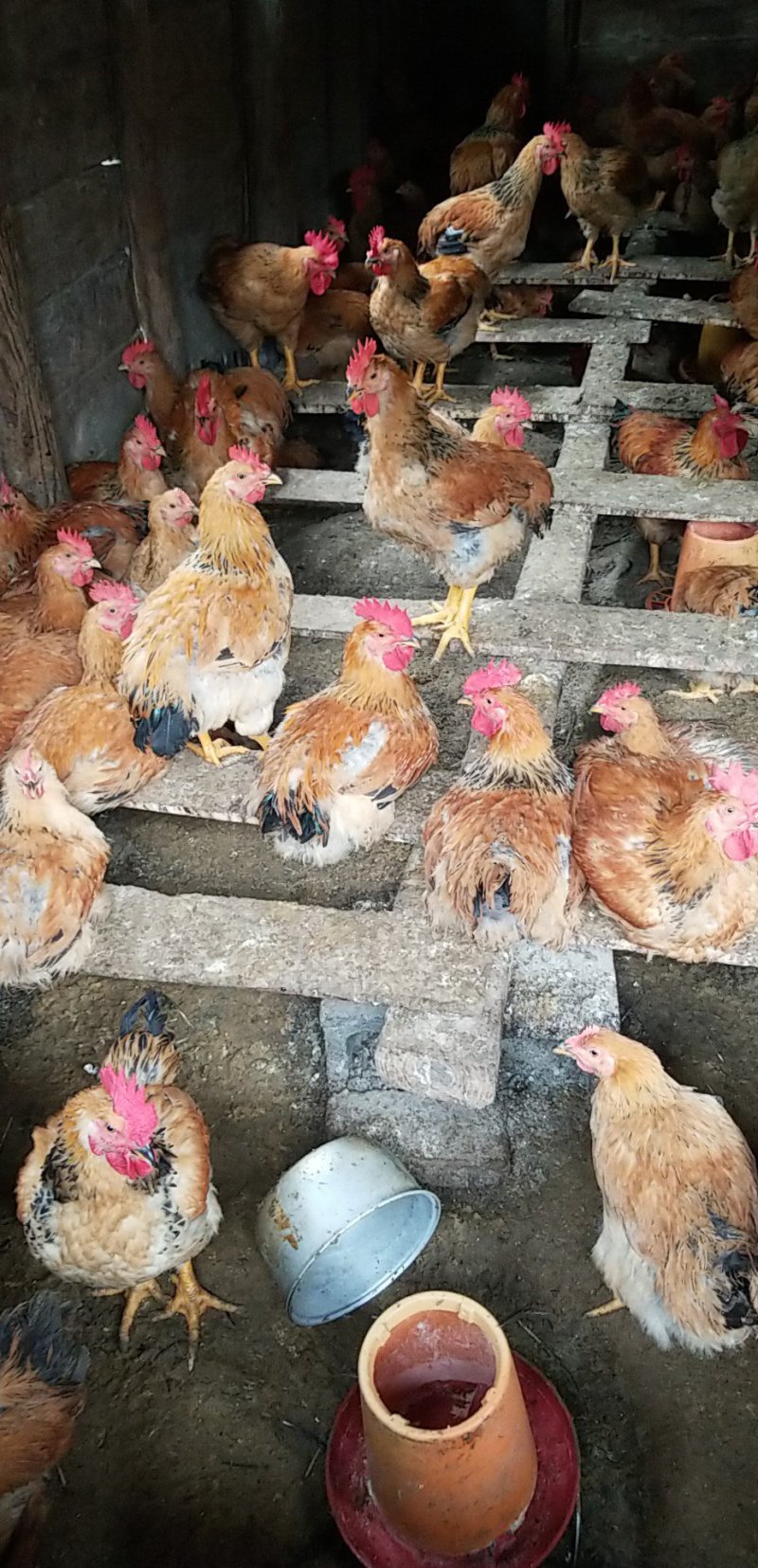 882肉鸡
