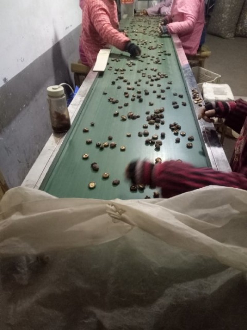 （干香菇）河南产地春栽2到5公分成品分级光面菇，包邮。