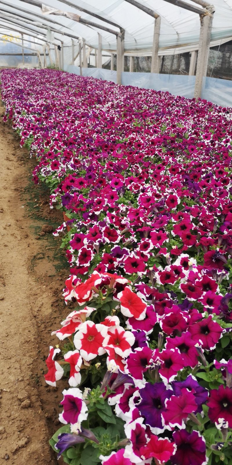 矮牵牛牵牛花价格牵牛苗牵牛