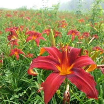 红花萱草