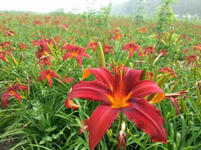 红花萱草