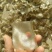 粉皮，手工方形粉皮（块）厂价直销，量大从优不碎