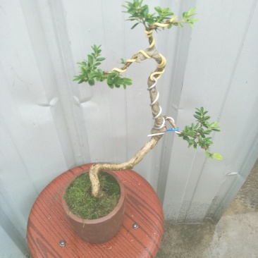 高山白皮黄杨