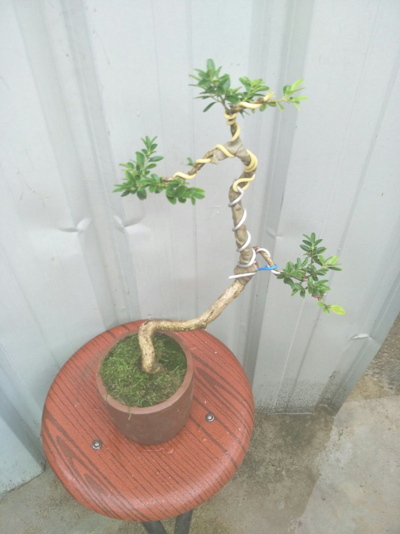 高山白皮黄杨