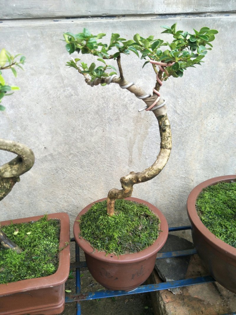 高山白皮黄杨