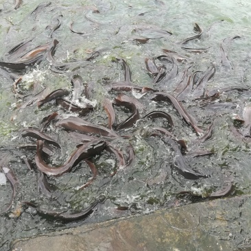 鲶鱼