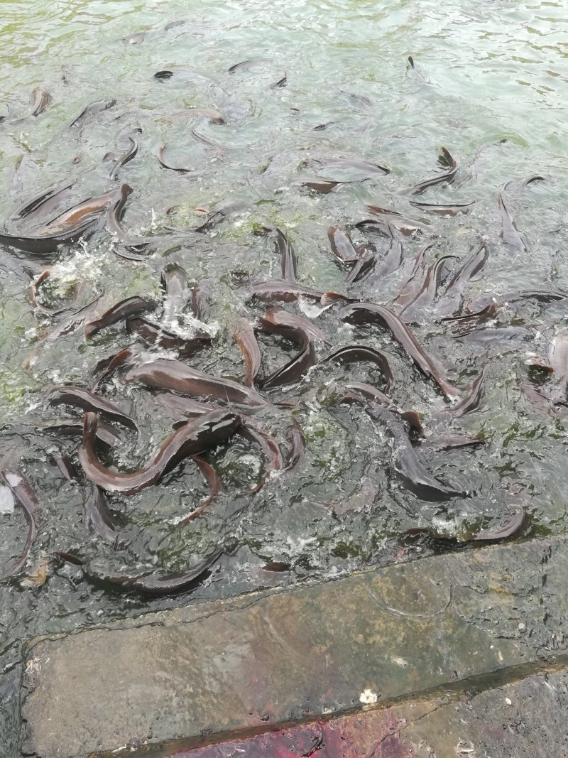 鲶鱼