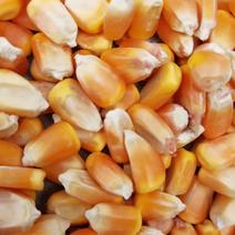 玉米，辽宁朝阳北票的玉米