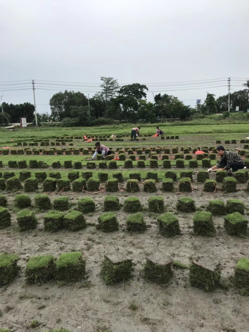 大量马尼拉，大叶油草，优惠价处理，量大从优，诚信第一质量
