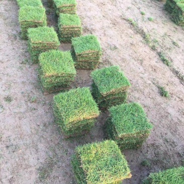 大量马尼拉，大叶油草，优惠价处理，量大从优，诚信第一质量