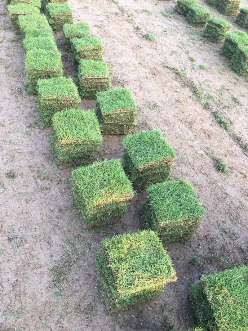 大量马尼拉，大叶油草，优惠价处理，量大从优，诚信第一质量