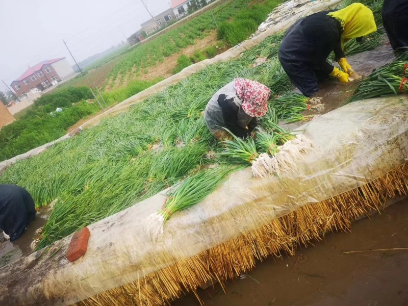 精品蒜苗一点红蒜苗大量上市货源充足产地直销