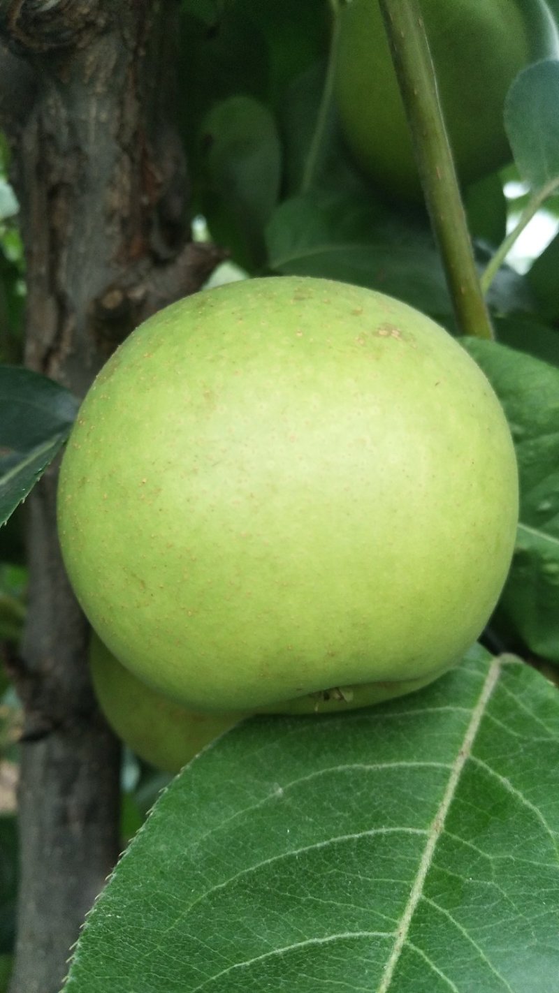 翠冠梨