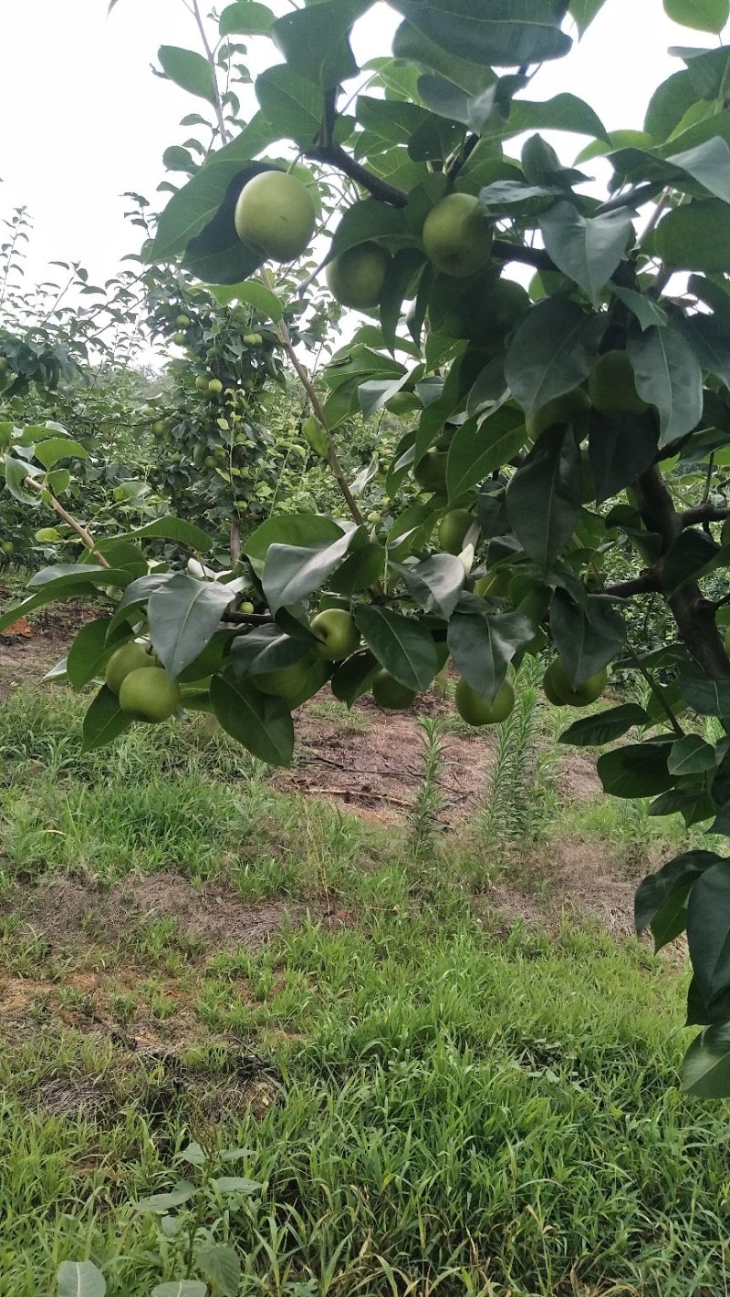 翠冠梨