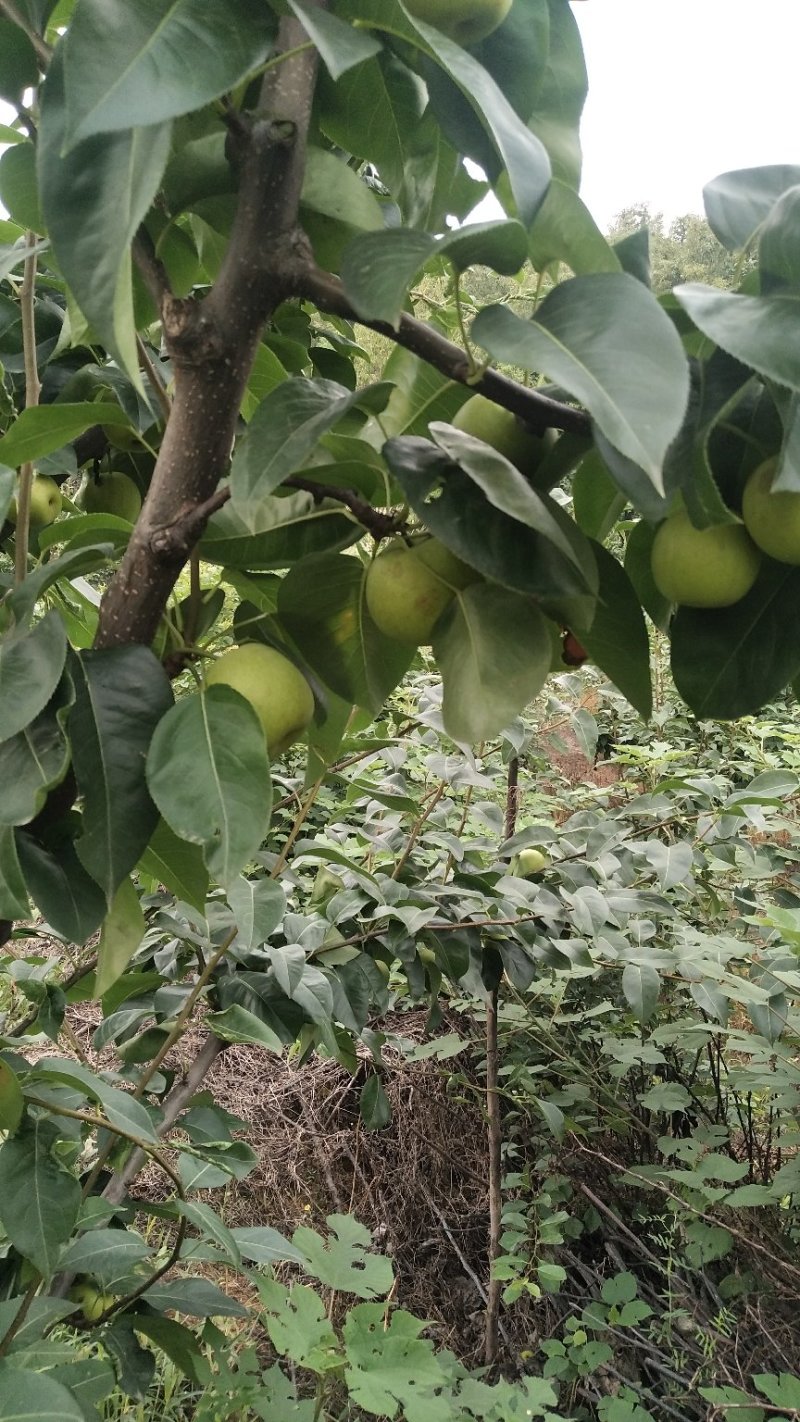 翠冠梨