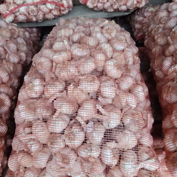 大蒜，大蒜，量充足，需要联系