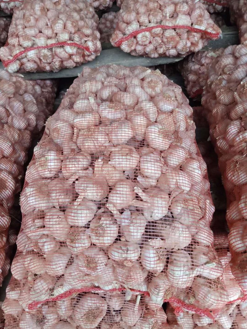 大蒜，大蒜，量充足，需要联系