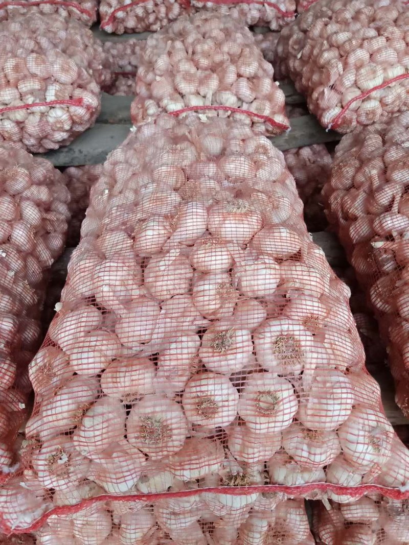 大蒜，大蒜，量充足，需要联系