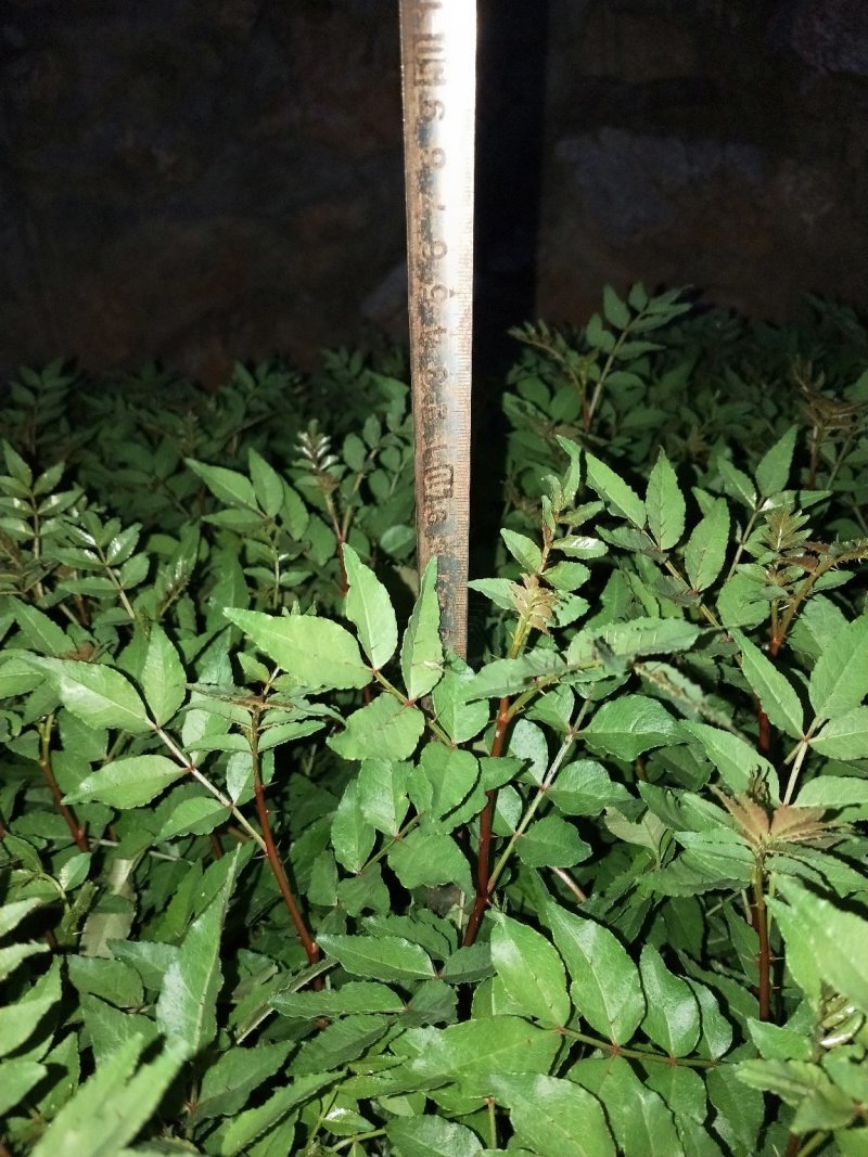 花椒树苗青椒大红袍苗圃直供