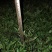 花椒树苗青椒大红袍苗圃直供