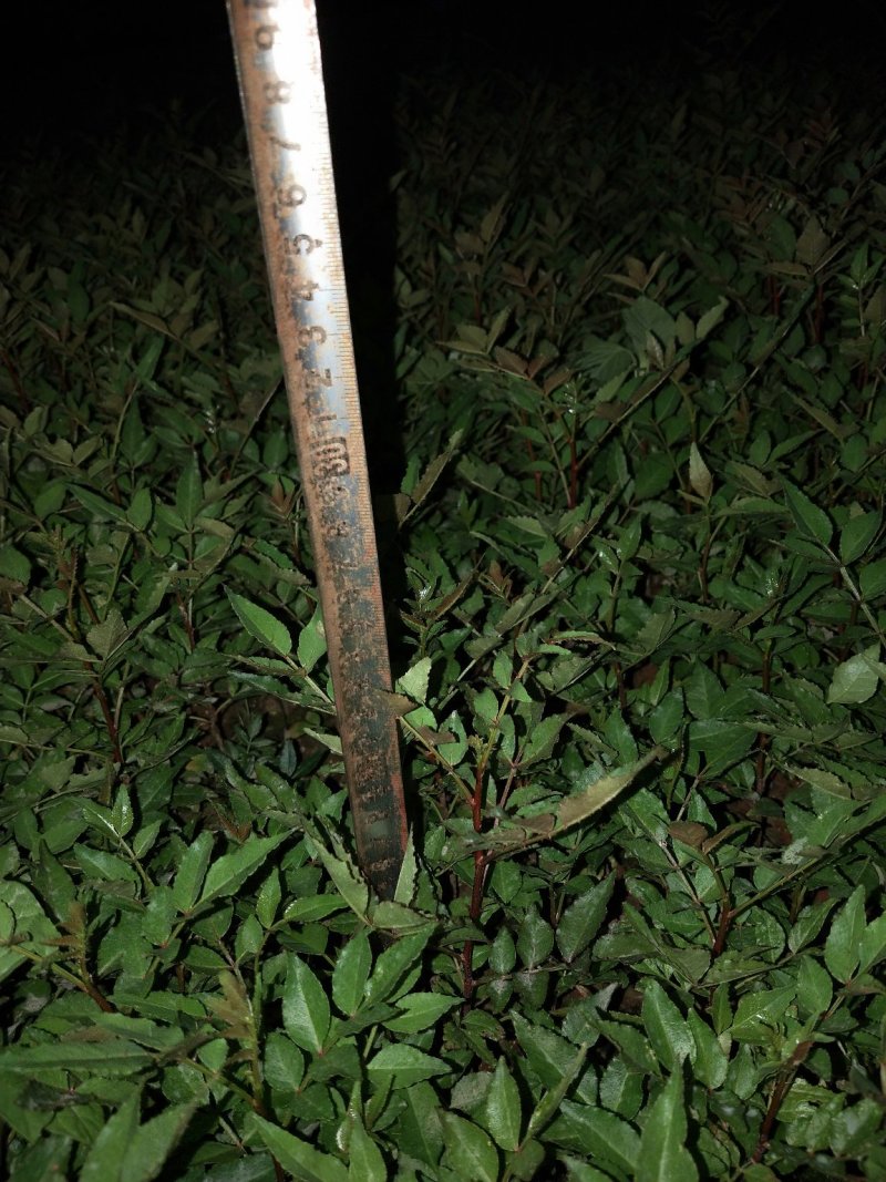 花椒树苗青椒大红袍苗圃直供