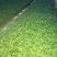 花椒树苗青椒大红袍苗圃直供