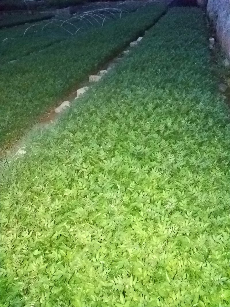 花椒树苗青椒大红袍苗圃直供