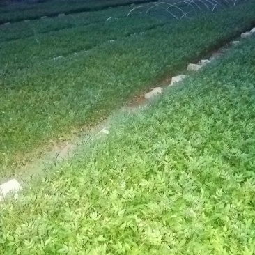 花椒树苗青椒大红袍苗圃直供