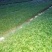 花椒树苗青椒大红袍苗圃直供