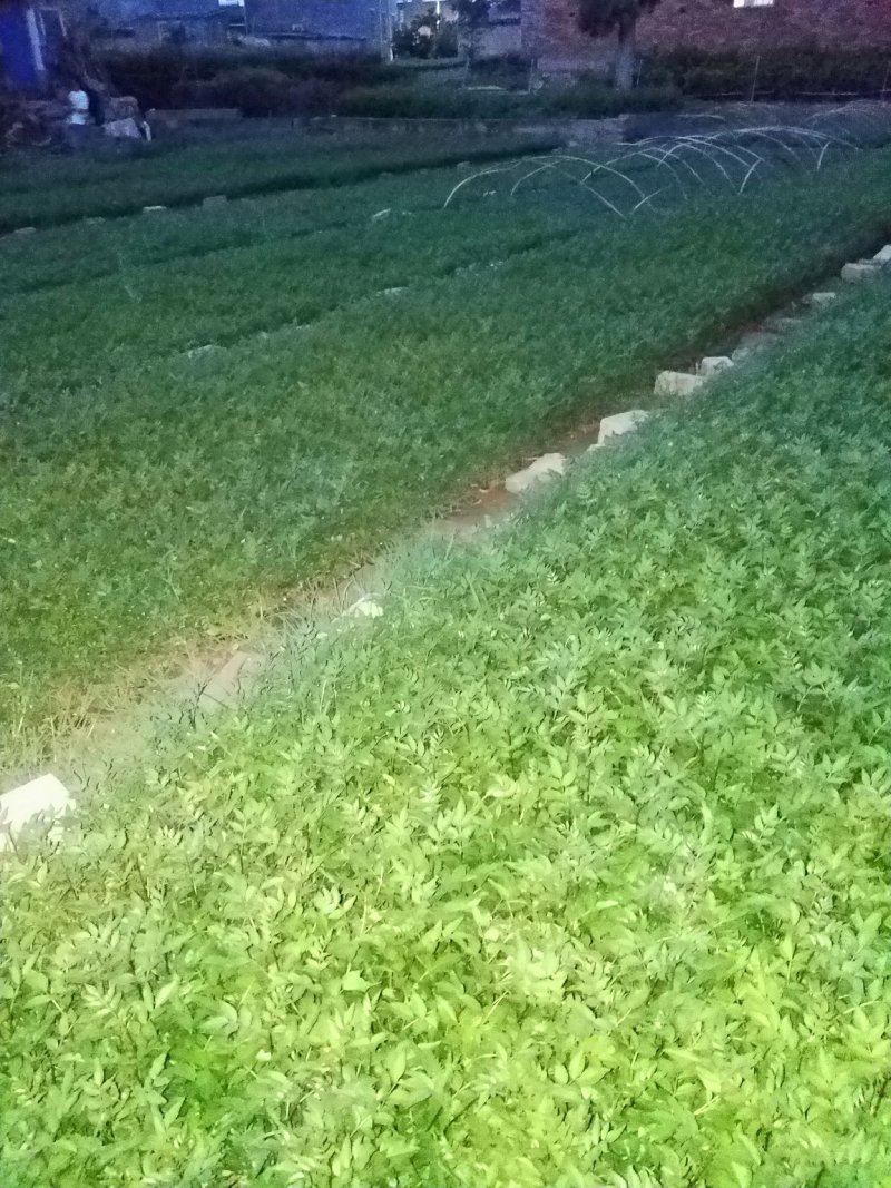 花椒树苗青椒大红袍苗圃直供
