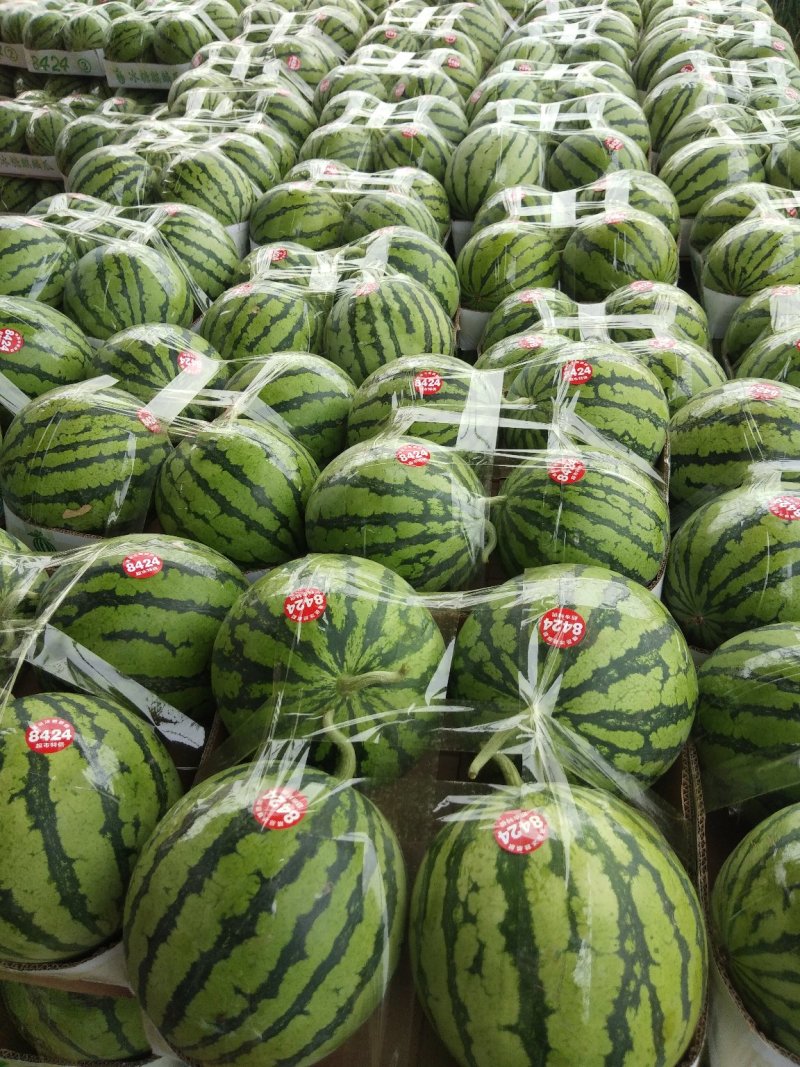 【精品】美都西瓜大量上市8成半以上，精品包装质量保证