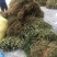 鱼腥草