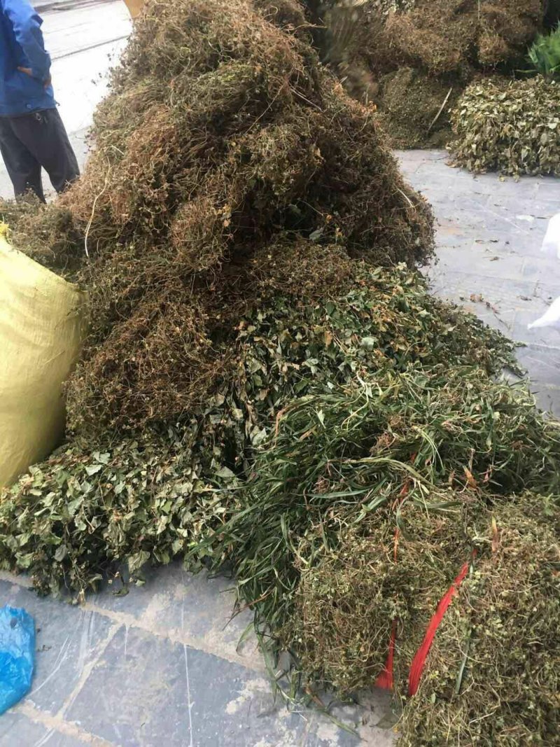 鱼腥草