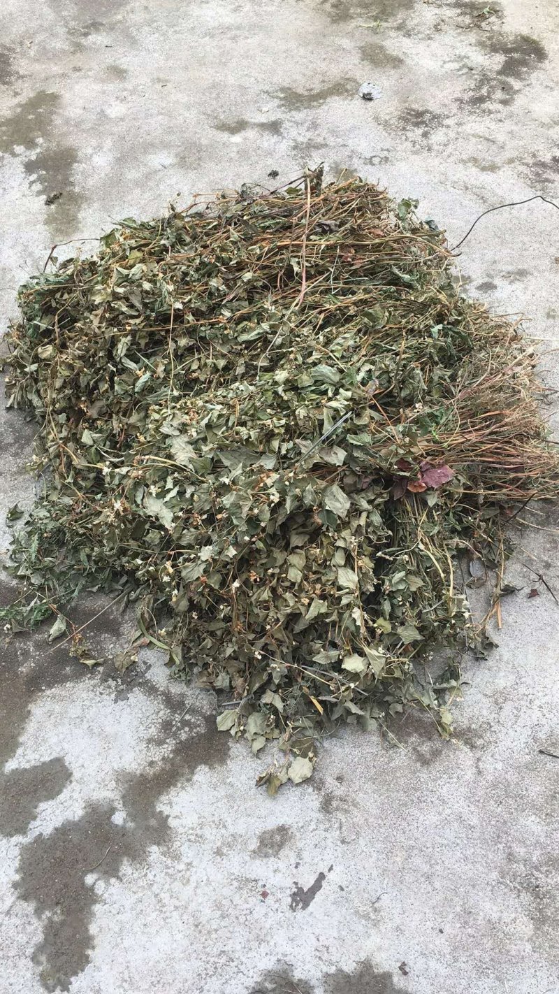鱼腥草
