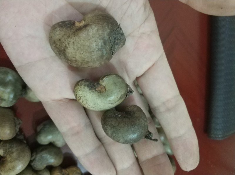 非洲带壳腰果(cif到港价)长期供应