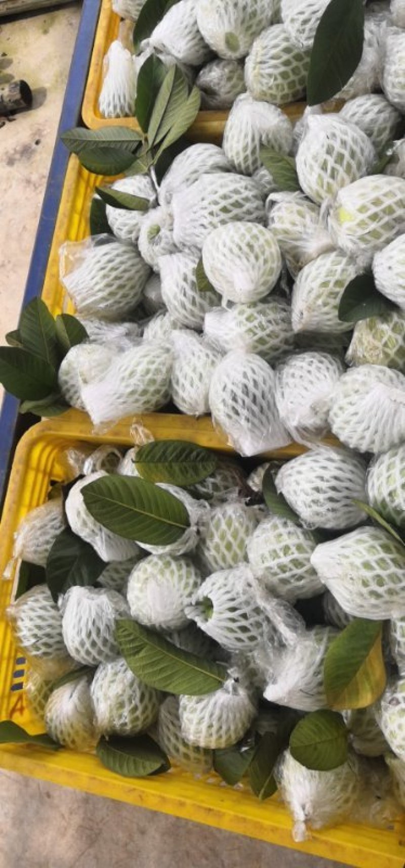 番石榴，大量有货，可以代办长期合作。一天1万到两万斤。
