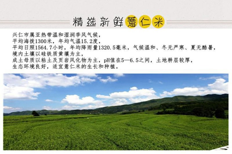贵州新鲜糯薏米薏苡仁小薏米仁五谷杂粮粗粮500g真空包装
